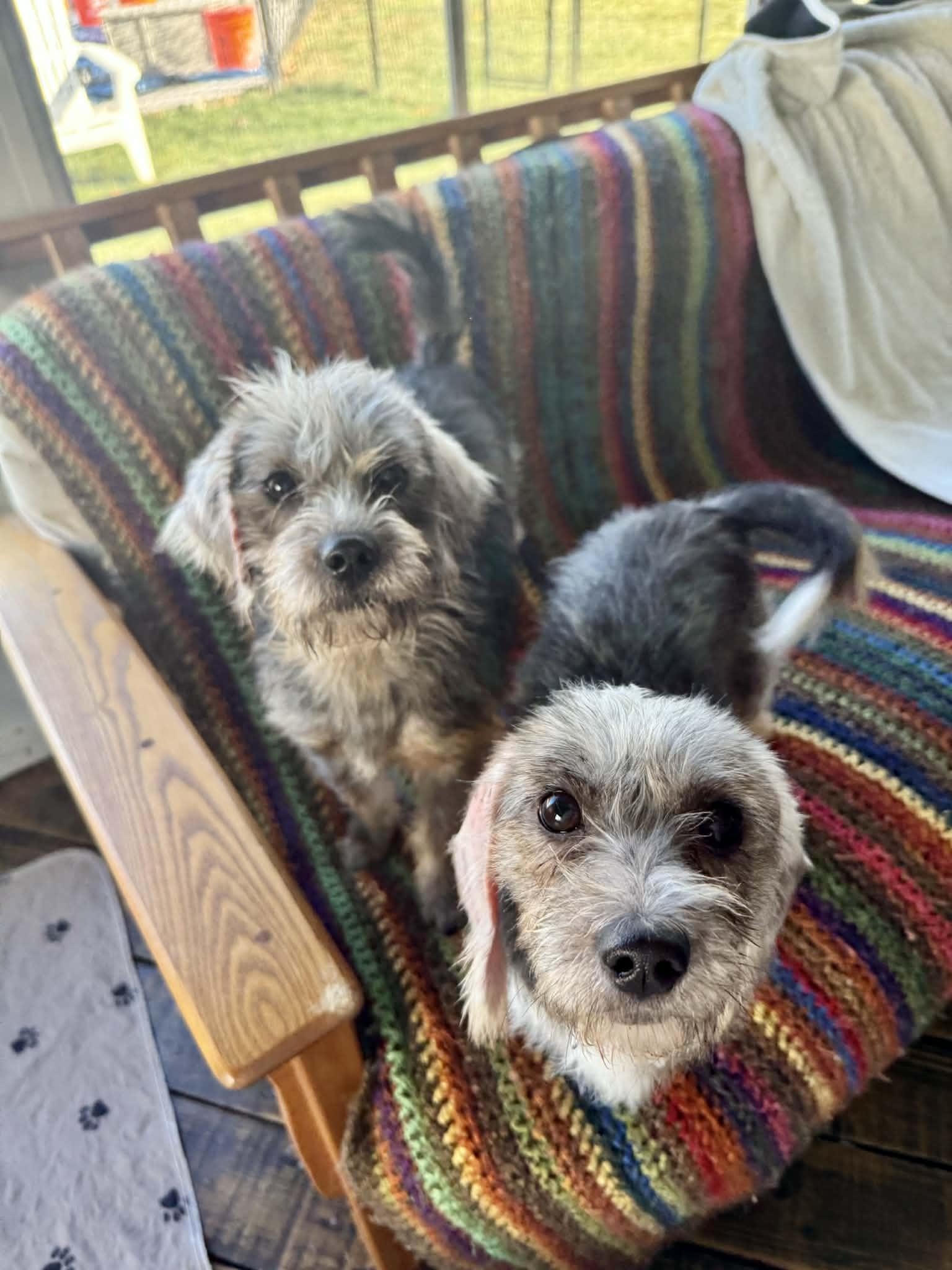 Fang, a ADOPTABLE mixed breed in Wurtsboro, NY image 2/3