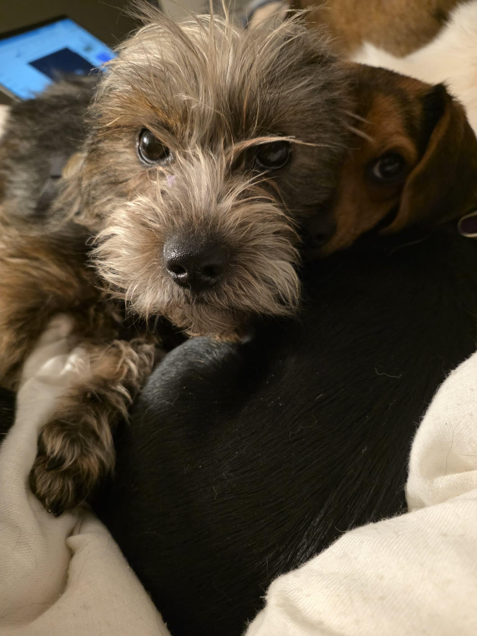 Enlarge Fang, a ADOPTABLE Shorkie in Wurtsboro, NY image 6/6