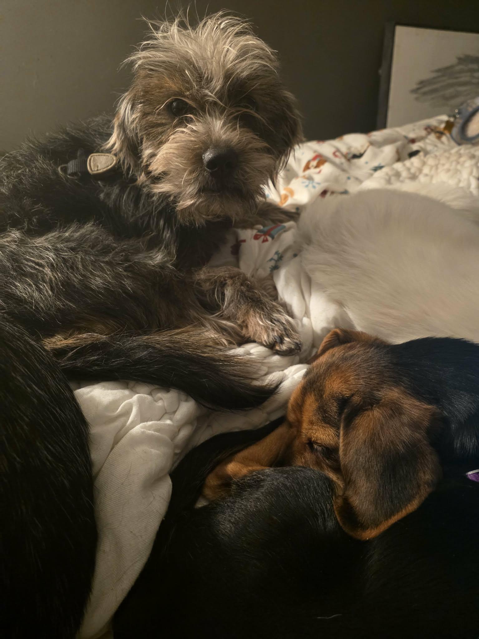 Enlarge Fang, a ADOPTABLE Shorkie in Wurtsboro, NY image 5/6