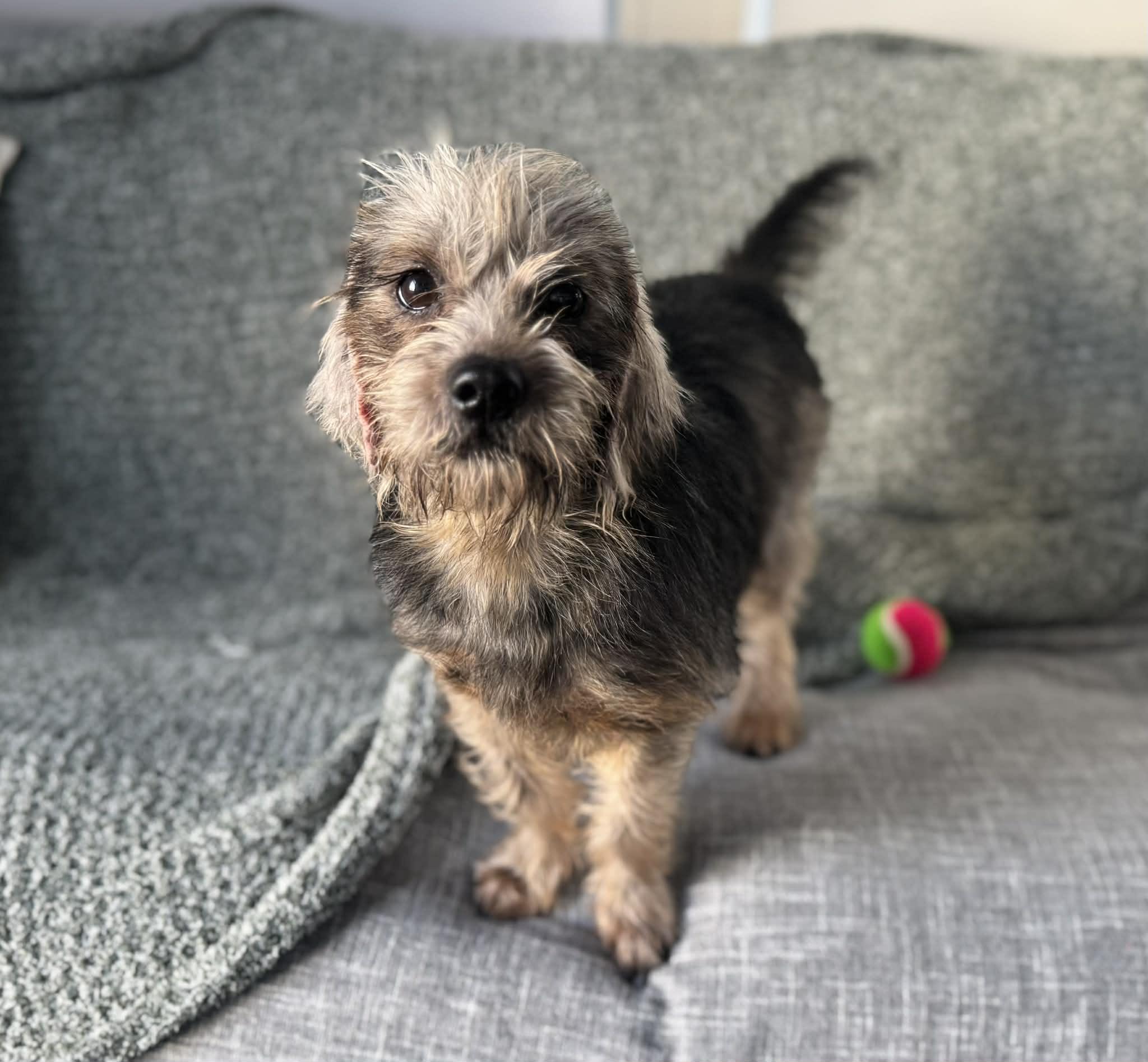 Fang, a ADOPTABLE mixed breed in Wurtsboro, NY image 3/3