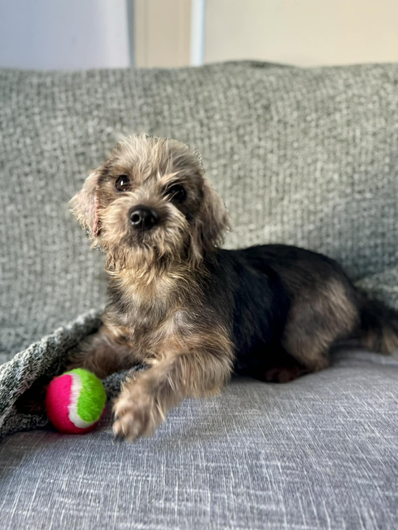Fang, ADOPTABLE, Puppy Female Shorkie & Beagle.