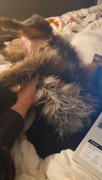 Enlarge Fang, a ADOPTABLE Shorkie in Wurtsboro, NY video 4/6