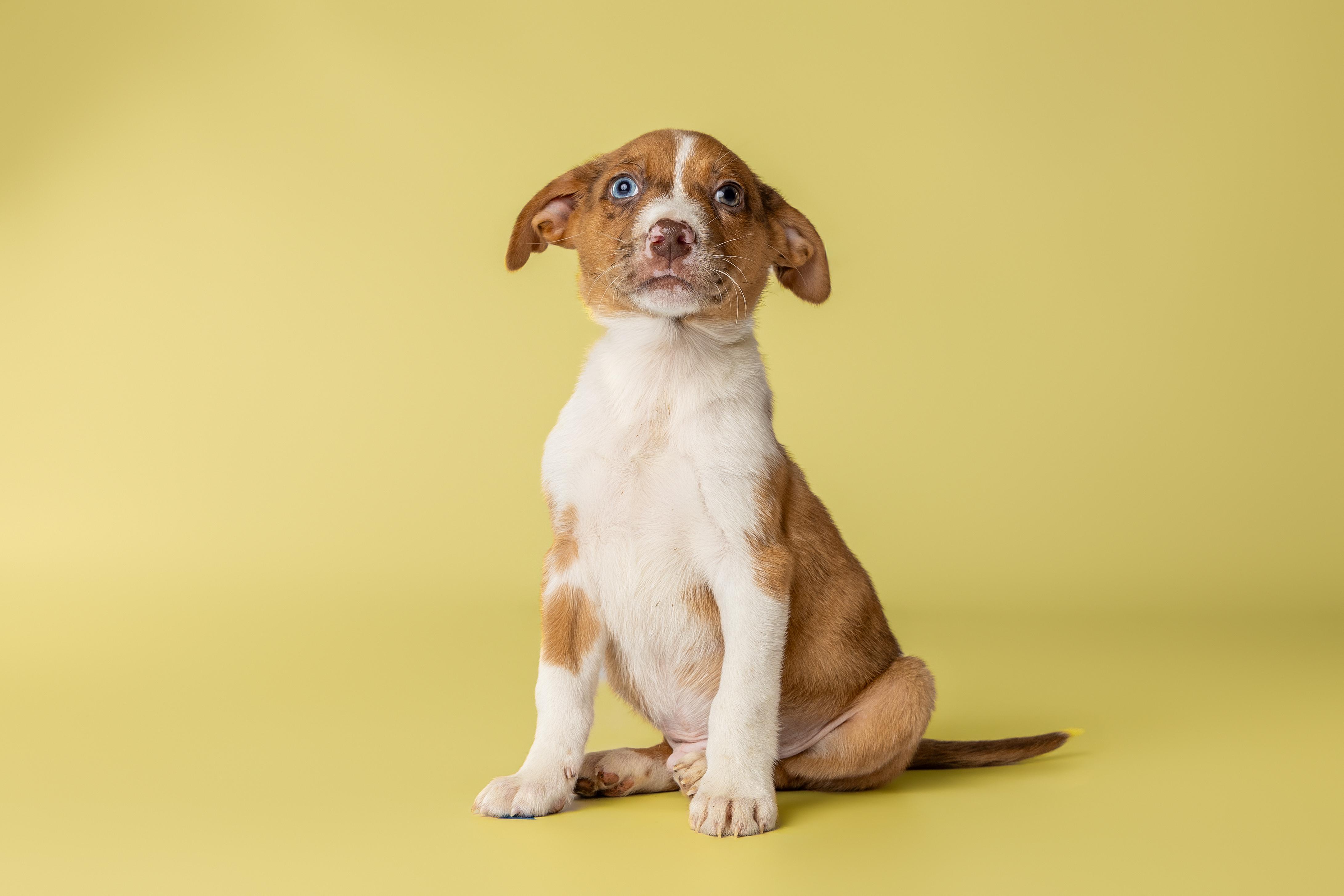 Tempura, a Adoptable mixed breed in Simsbury, CT image 4/4