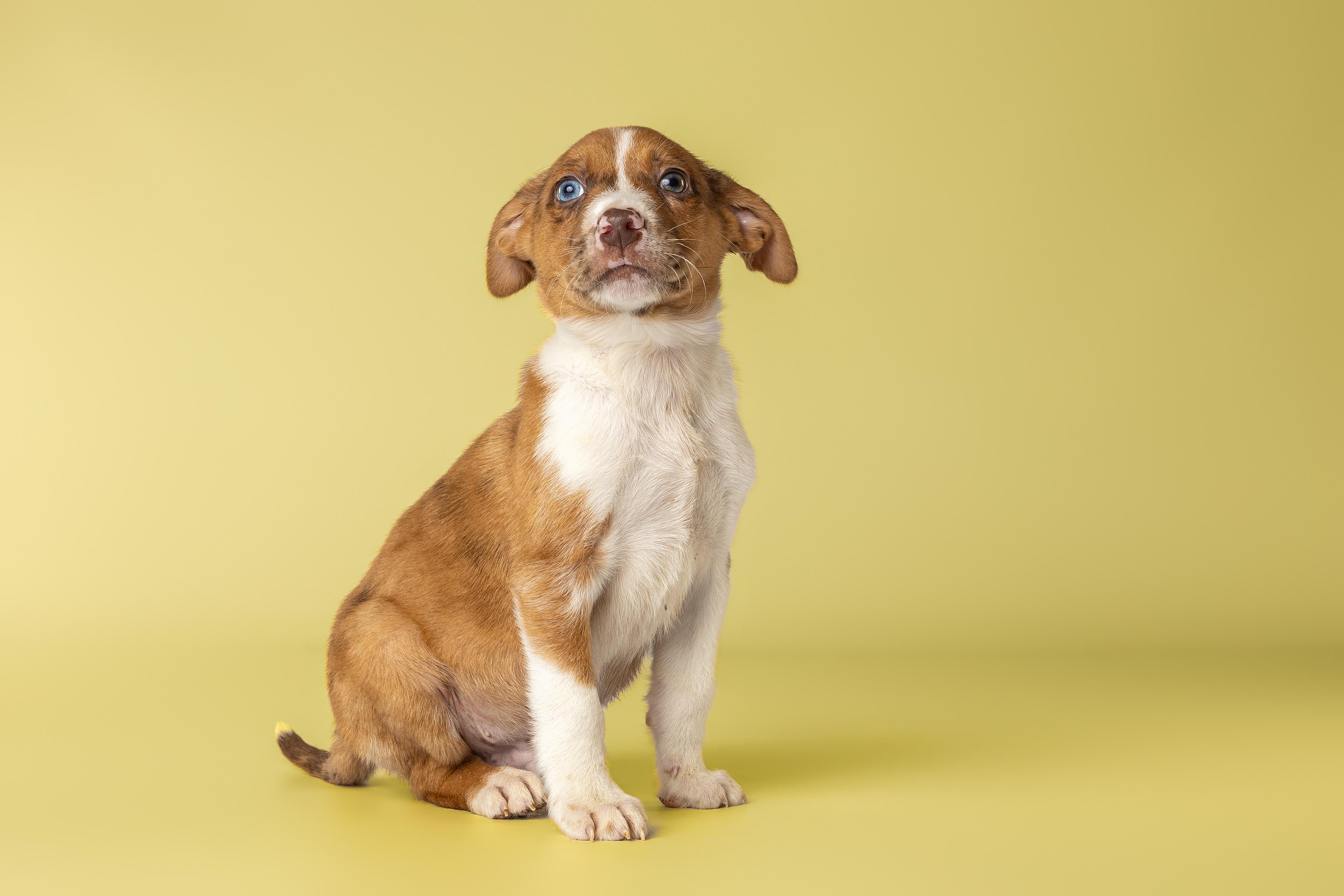 Tempura, a Adoptable mixed breed in Simsbury, CT image 3/4