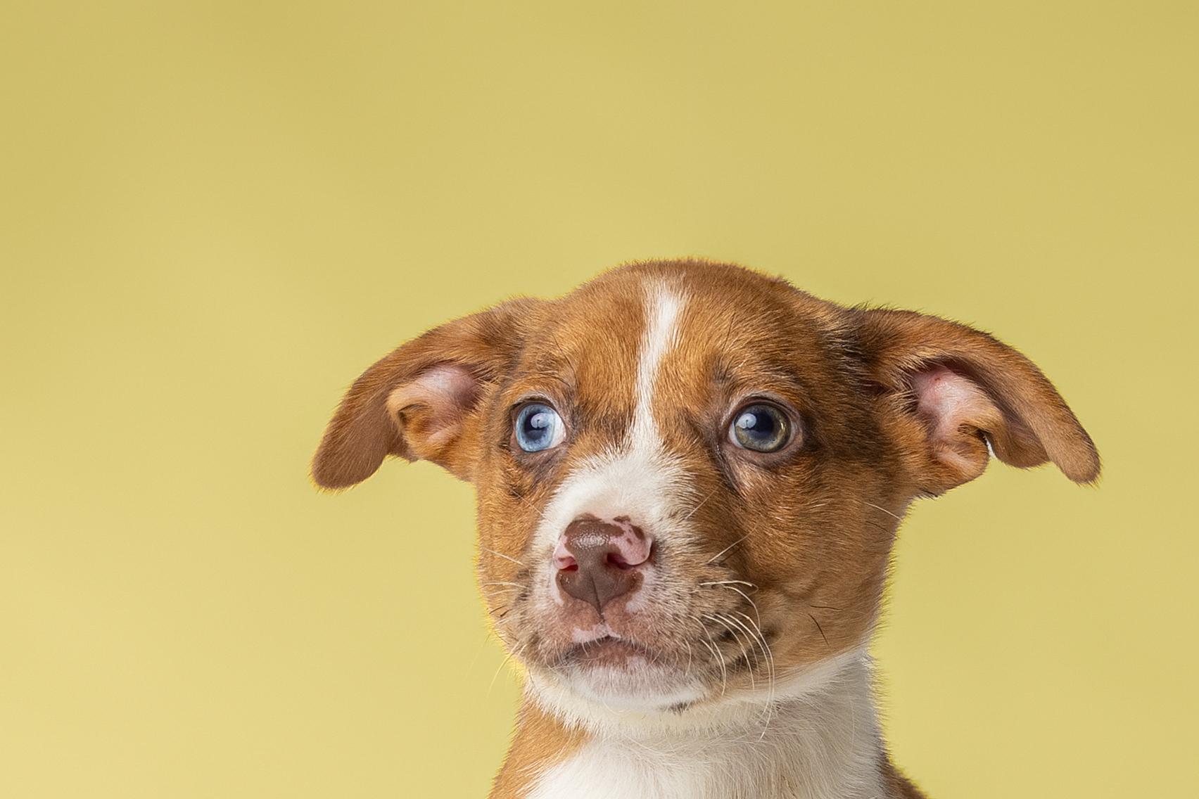 Tempura, a Adoptable mixed breed in Simsbury, CT image 1/4