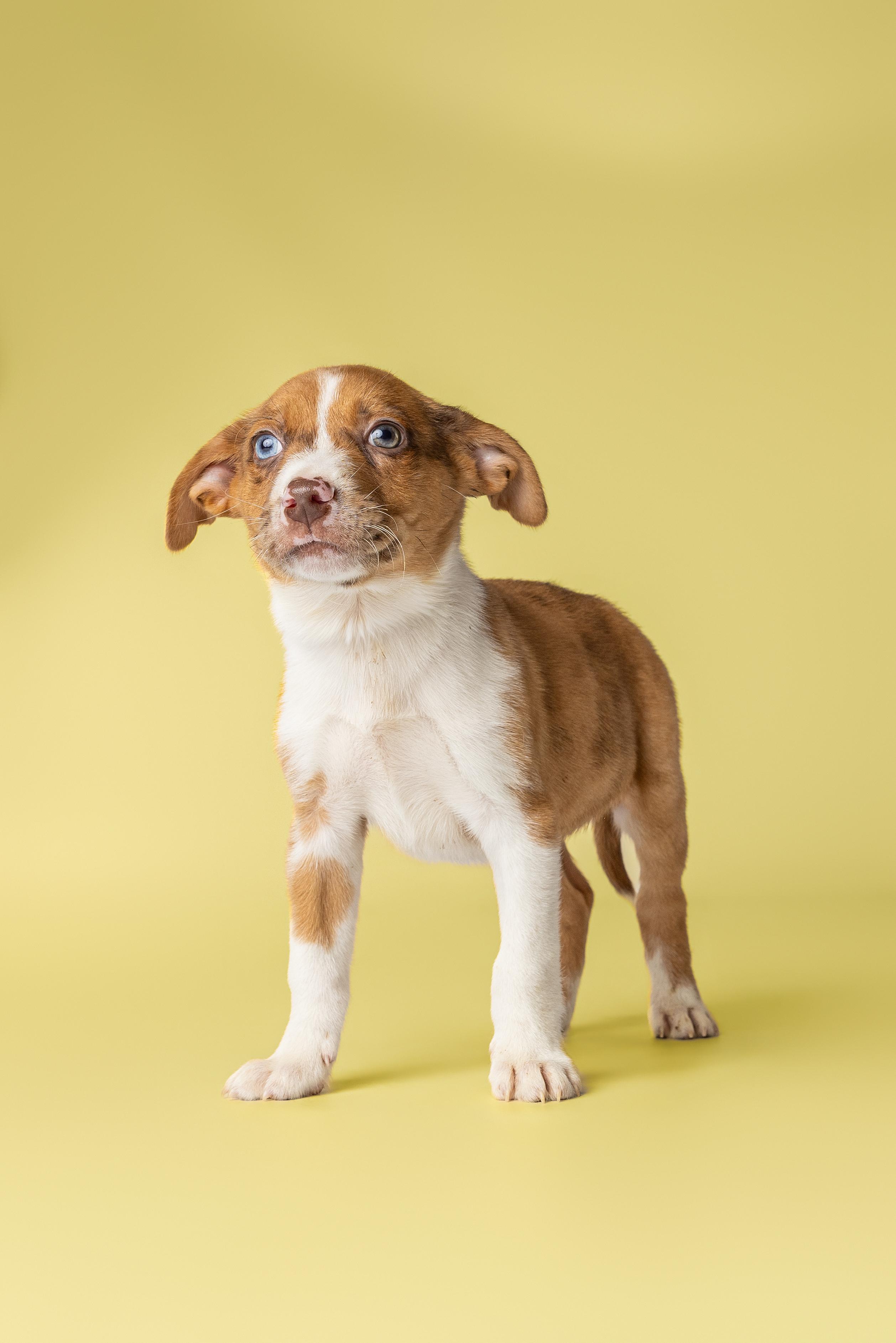 Tempura, a Adoptable mixed breed in Simsbury, CT image 2/4