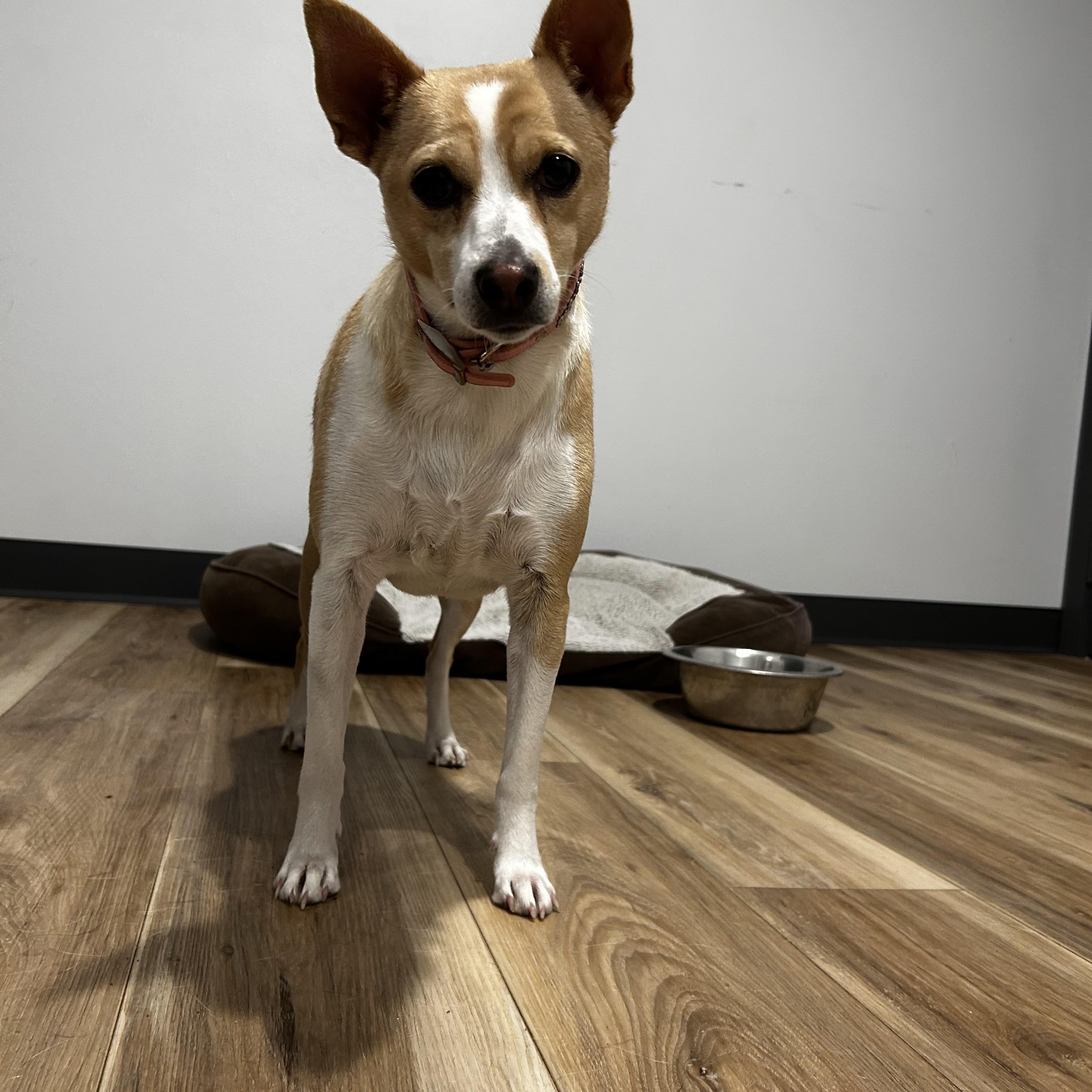 Enlarge Lacy, a ADOPTABLE Fox Terrier in Reeds Spring, MO image 1/1