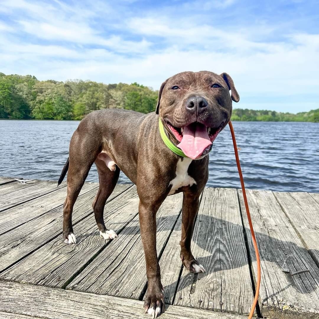 Enlarge Finn, a Adoptable mixed breed in Harrington, DE image 4/6