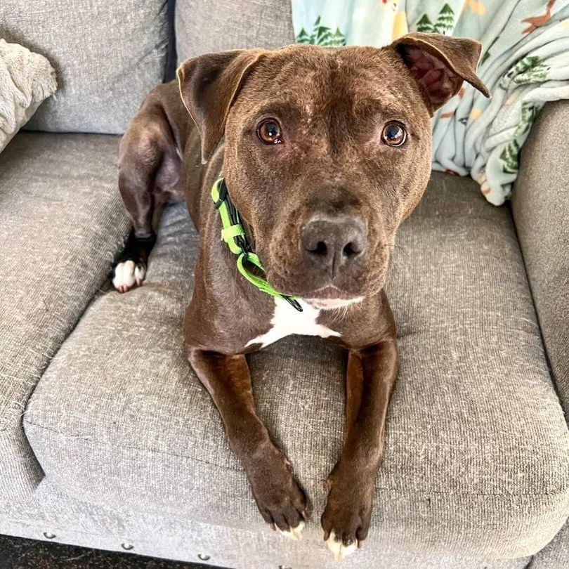 Enlarge Finn, a Adoptable mixed breed in Harrington, DE image 5/6