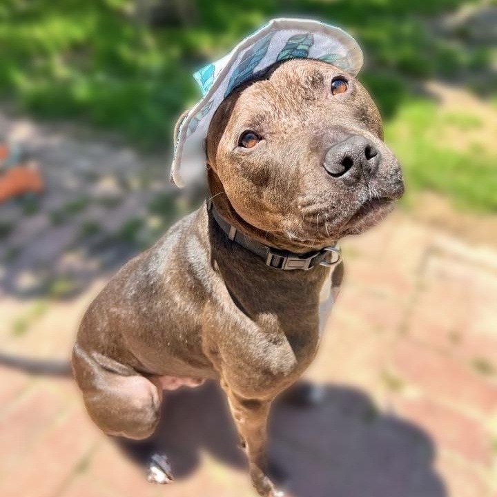 Enlarge Finn, a Adoptable mixed breed in Harrington, DE image 3/6