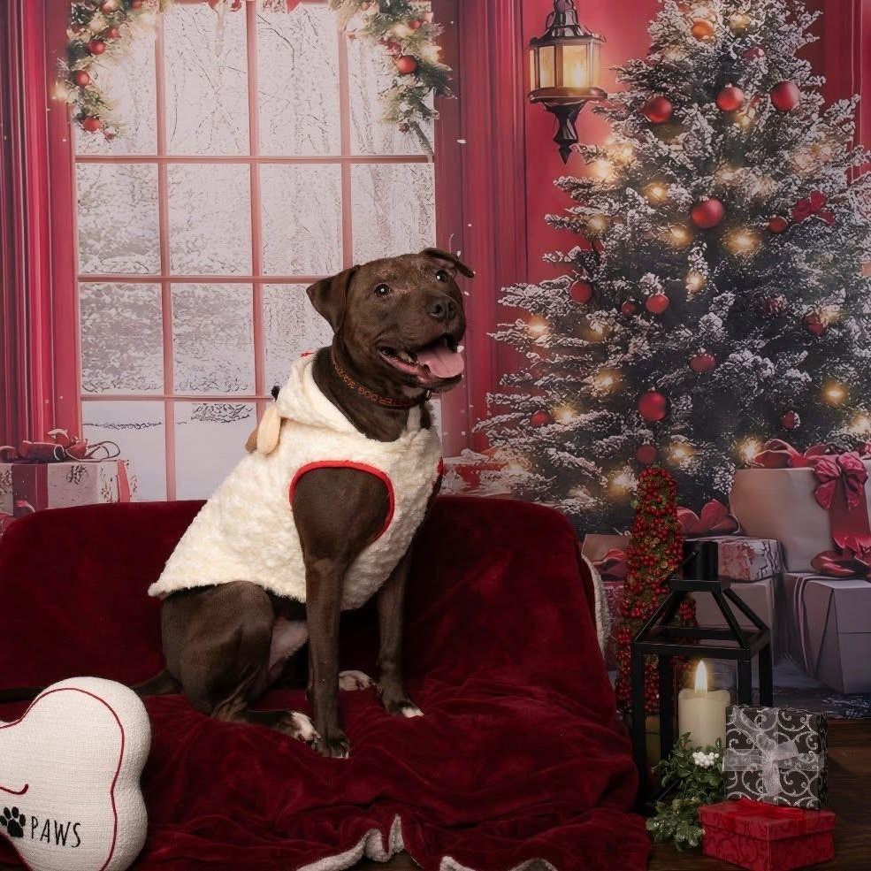 Enlarge Finn, a Adoptable mixed breed in Harrington, DE image 2/6