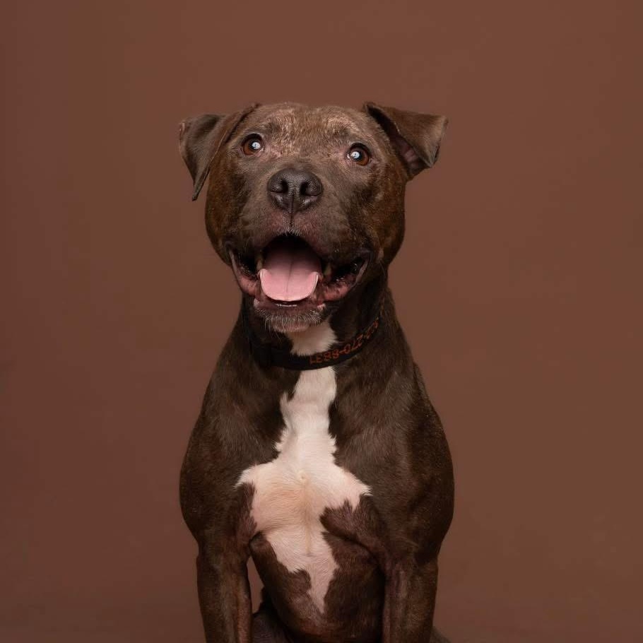 Enlarge Finn, a Adoptable mixed breed in Harrington, DE image 1/6