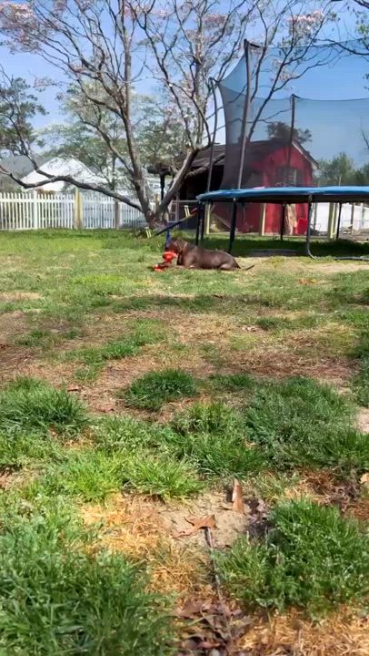 Enlarge Finn, a Adoptable mixed breed in Harrington, DE video 6/6