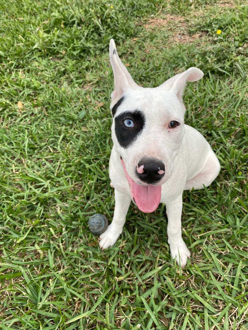 Enlarge Ice, a Adopted mixed breed in Kingsville, TX image 1/4