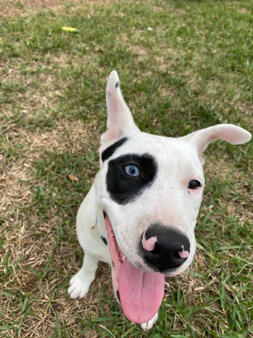 Enlarge Ice, a Adopted mixed breed in Kingsville, TX image 3/4