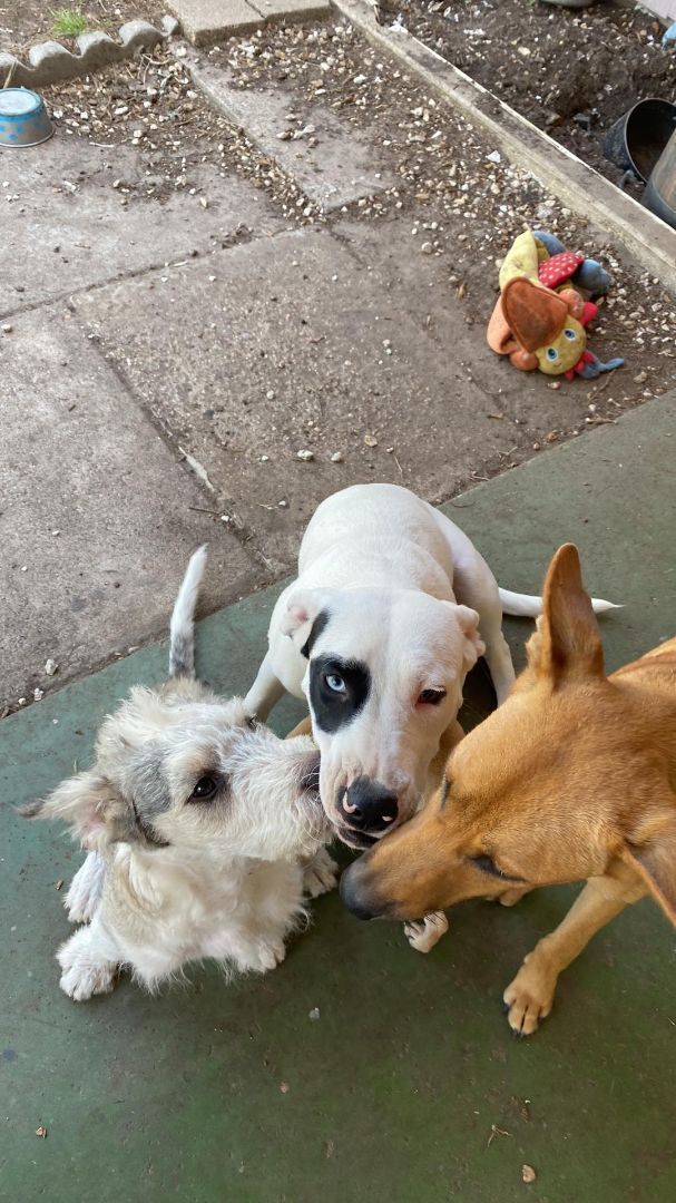 Enlarge Ice, a Adopted mixed breed in Kingsville, TX image 4/4