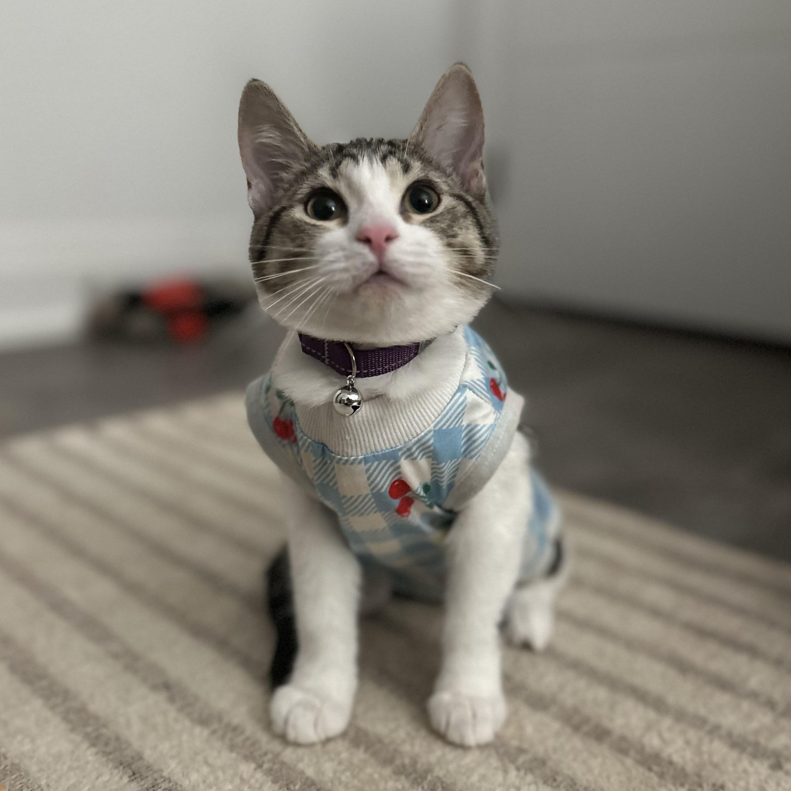 MIKITO