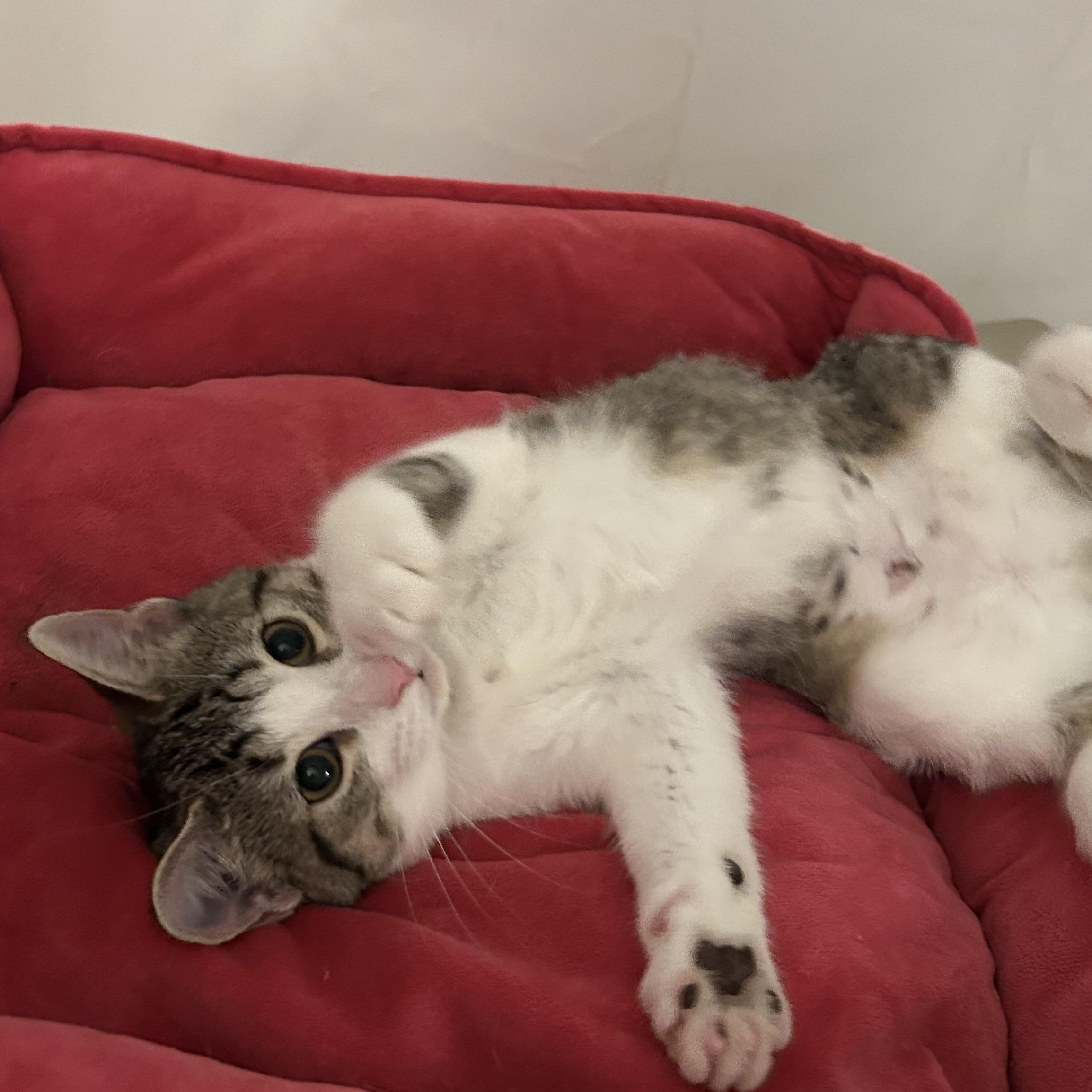 MIKITO