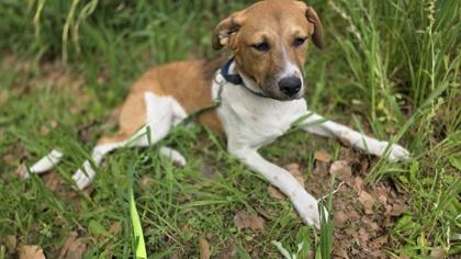 3433B Hoppy - Adoption Ambassador, a Adoptable mixed breed in North Charleston, SC image 1/3