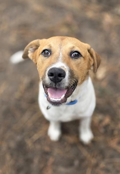 3433B Hoppy - Adoption Ambassador, a Adoptable mixed breed in North Charleston, SC image 2/3
