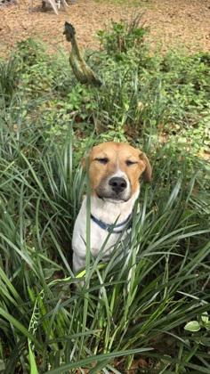 3433B Hoppy - Adoption Ambassador, a Adoptable mixed breed in North Charleston, SC image 3/3
