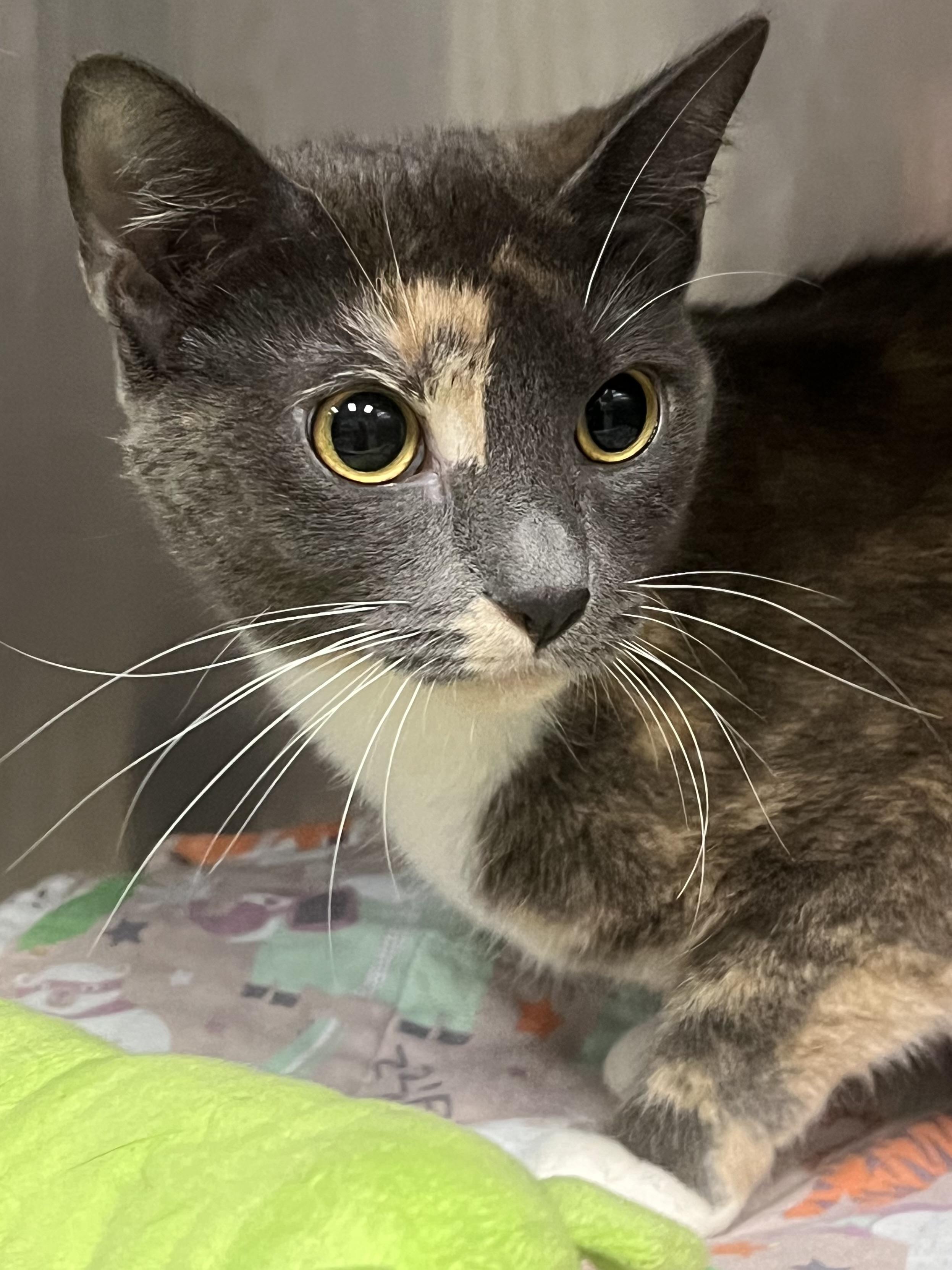 Enlarge Bianca, a ADOPTABLE Domestic Short Hair in Johnston, RI image 3/5