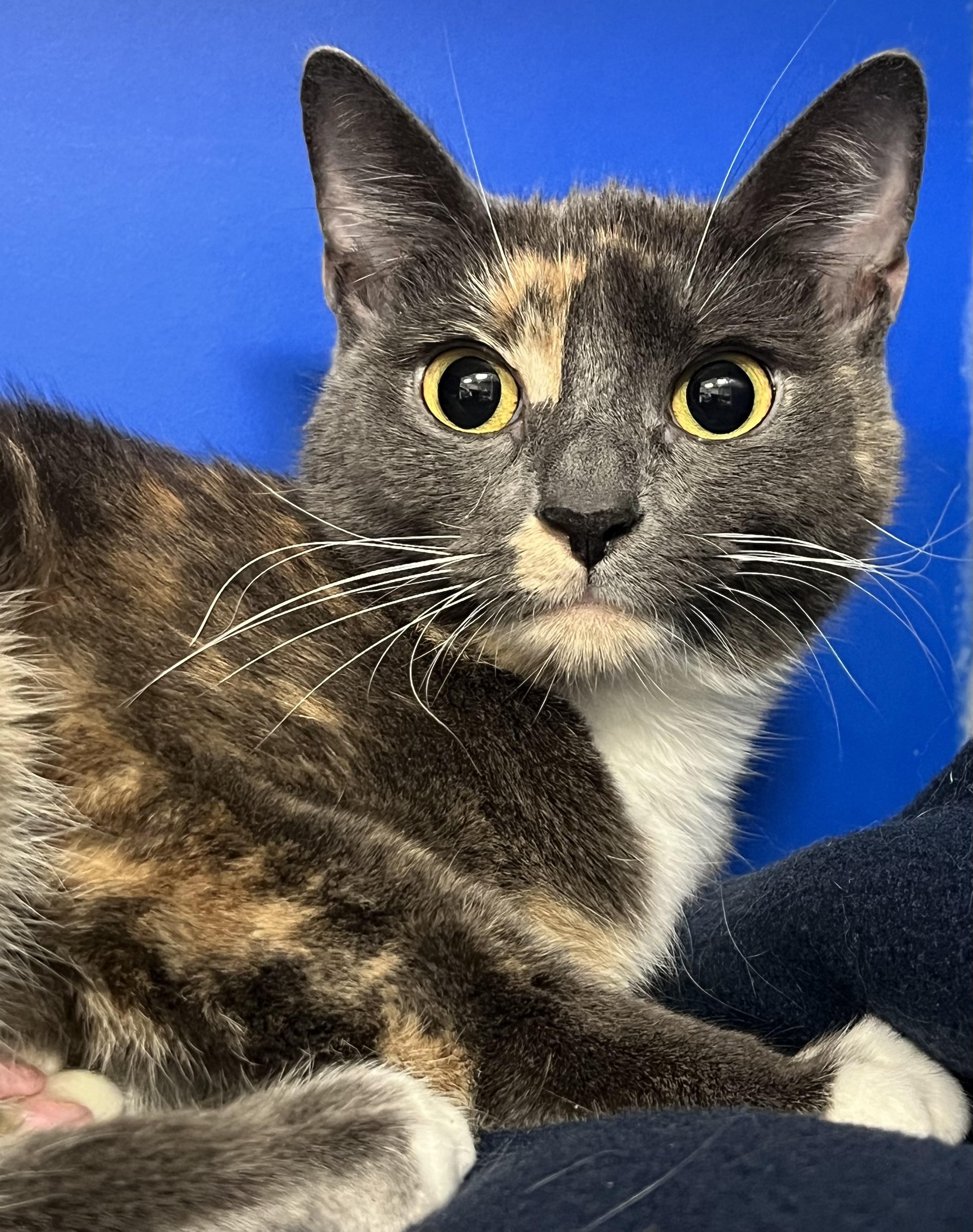 Enlarge Bianca, a ADOPTABLE Domestic Short Hair in Johnston, RI image 1/5