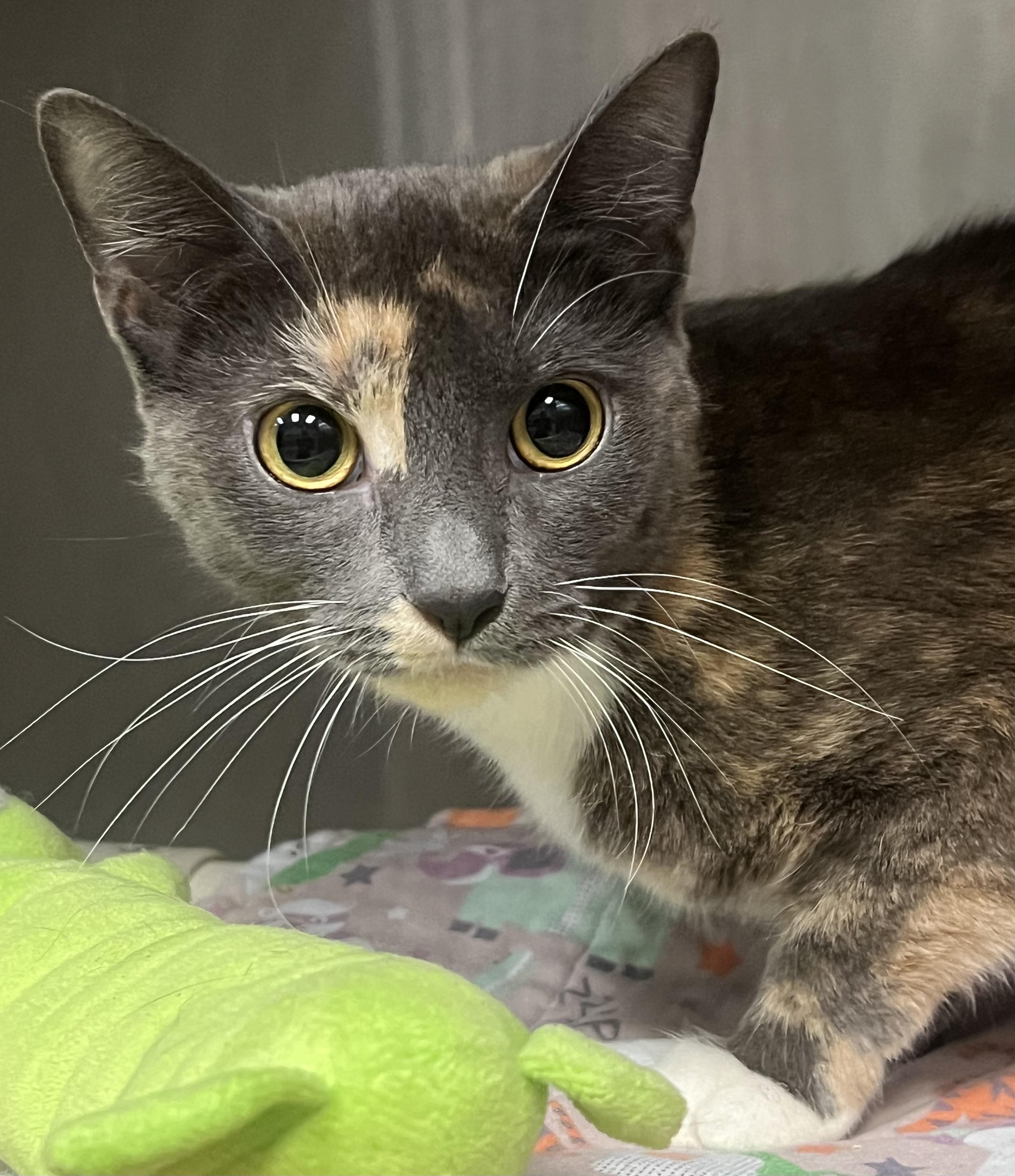 Enlarge Bianca, a ADOPTABLE Domestic Short Hair in Johnston, RI image 2/5