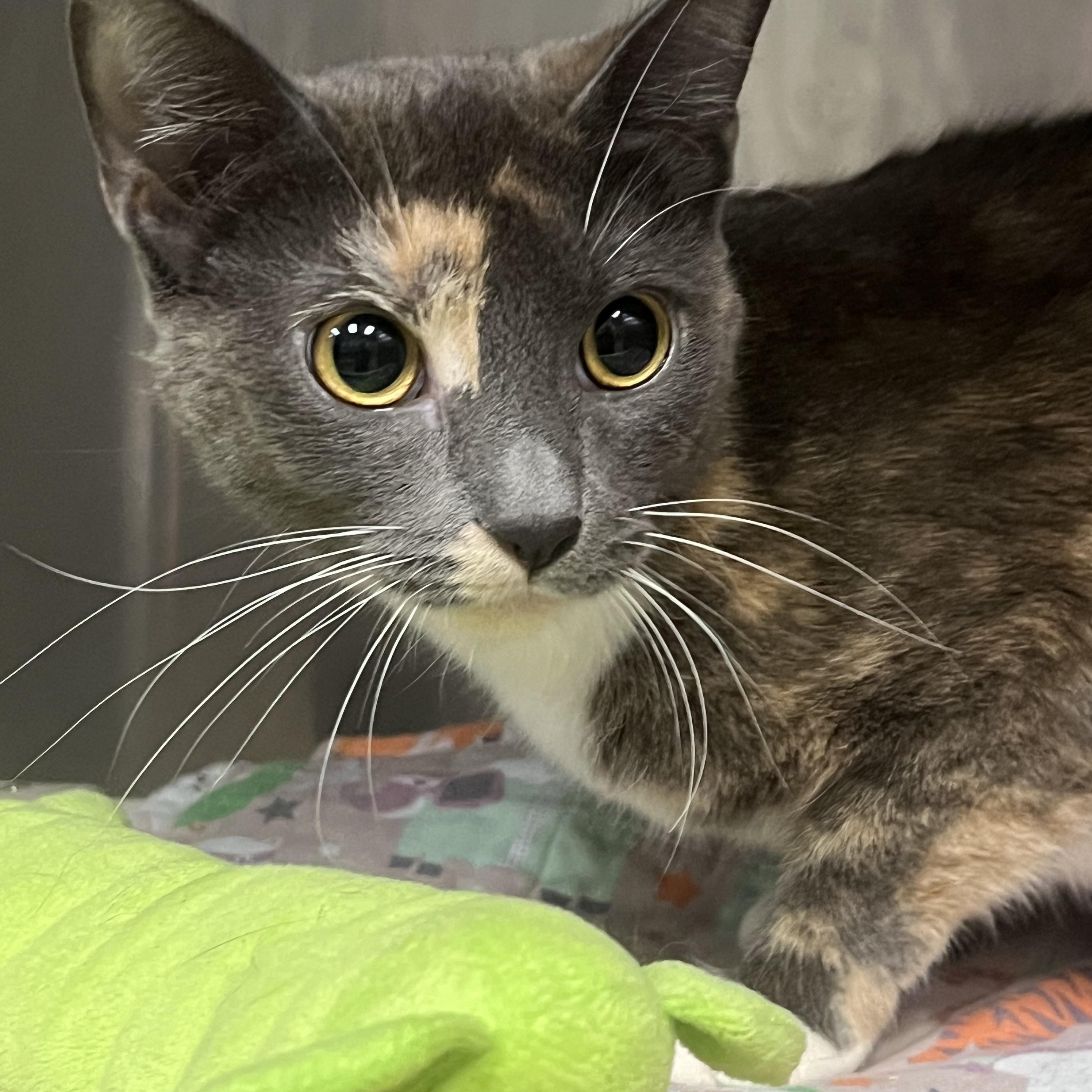 Enlarge Bianca, a ADOPTABLE Domestic Short Hair in Johnston, RI image 5/5