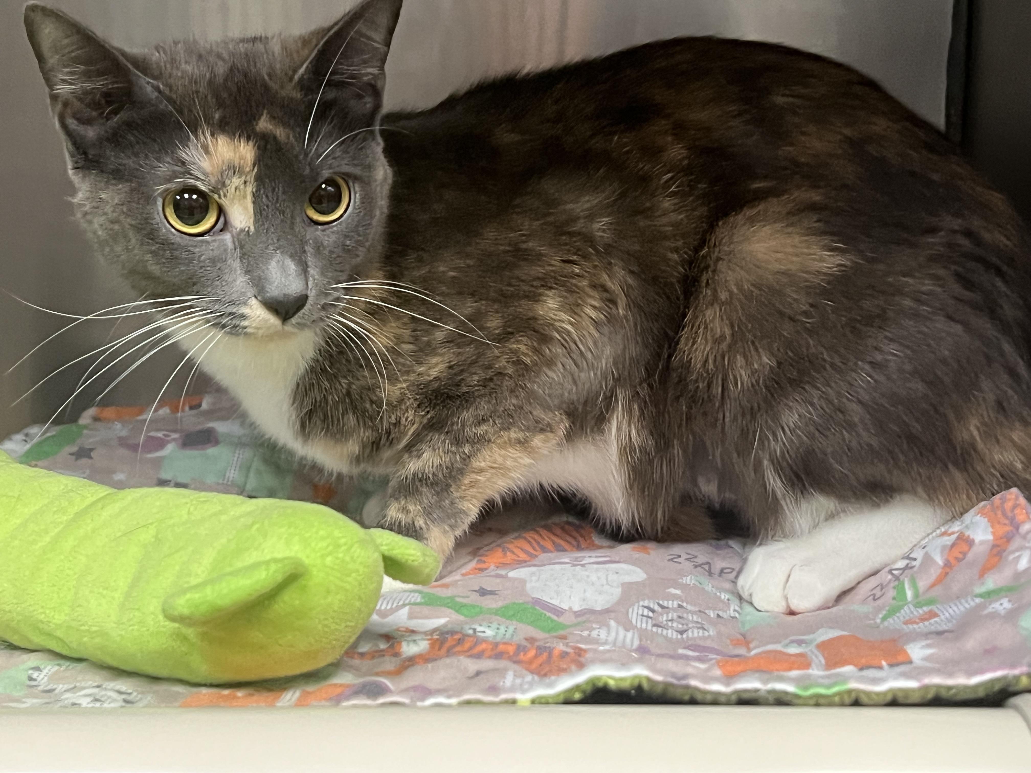 Enlarge Bianca, a ADOPTABLE Domestic Short Hair in Johnston, RI image 4/5