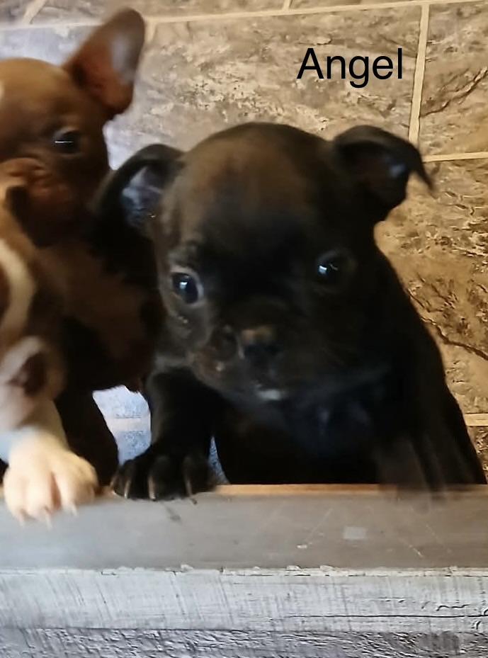 Angel, Adoptable, Puppy Female French Bulldog & Boston Terrier.