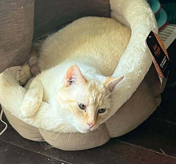 Milo, a ADOPTABLE Domestic Short Hair in Mississauga, ON image 3/5