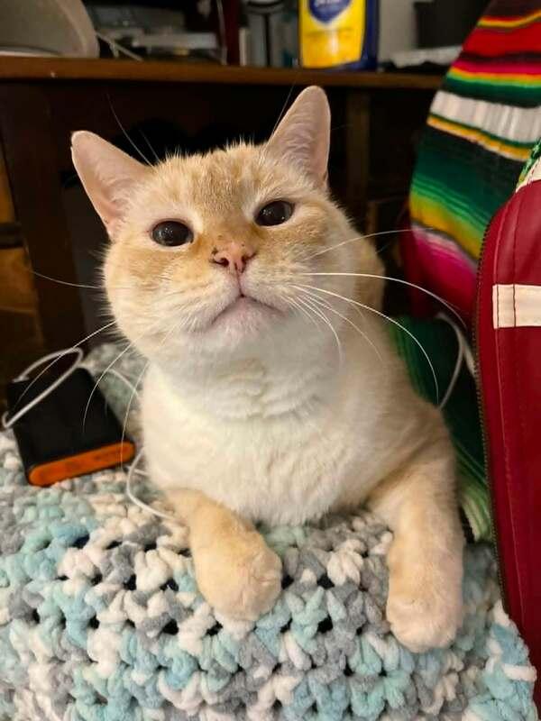 Milo, a ADOPTABLE Domestic Short Hair in Mississauga, ON image 4/5
