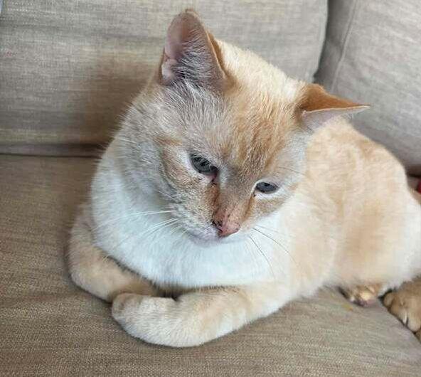 Milo, ADOPTABLE, Senior Male Domestic Short Hair.