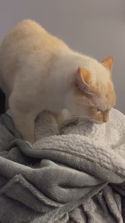 Enlarge Milo, a ADOPTABLE Domestic Short Hair in Mississauga, ON video 5/5