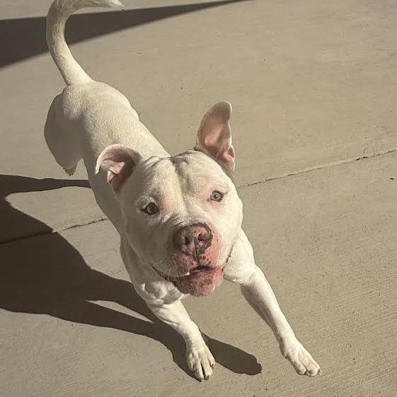 Odin, Adoptable, Adult Male Pit Bull Terrier.