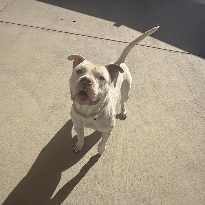 Enlarge Odin, a Adoptable Pit Bull Terrier in Harrisonburg, VA image 2/6
