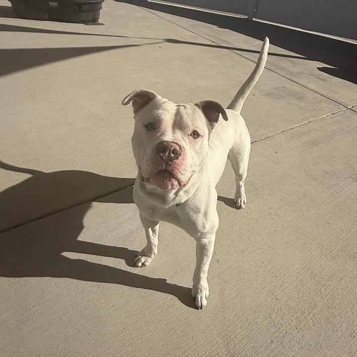 Enlarge Odin, a Adoptable Pit Bull Terrier in Harrisonburg, VA image 3/6