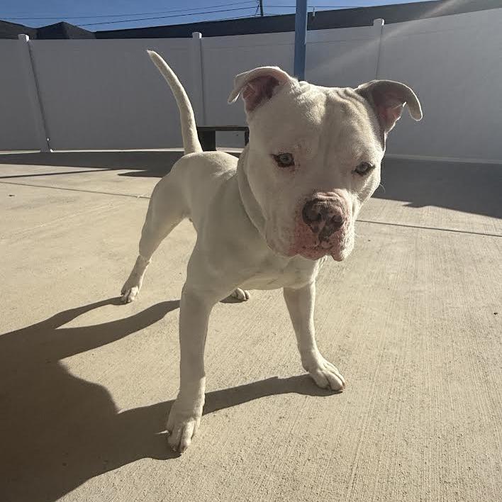 Enlarge Odin, a Adoptable Pit Bull Terrier in Harrisonburg, VA image 4/6