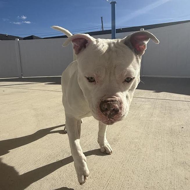Enlarge Odin, a Adoptable Pit Bull Terrier in Harrisonburg, VA image 5/6