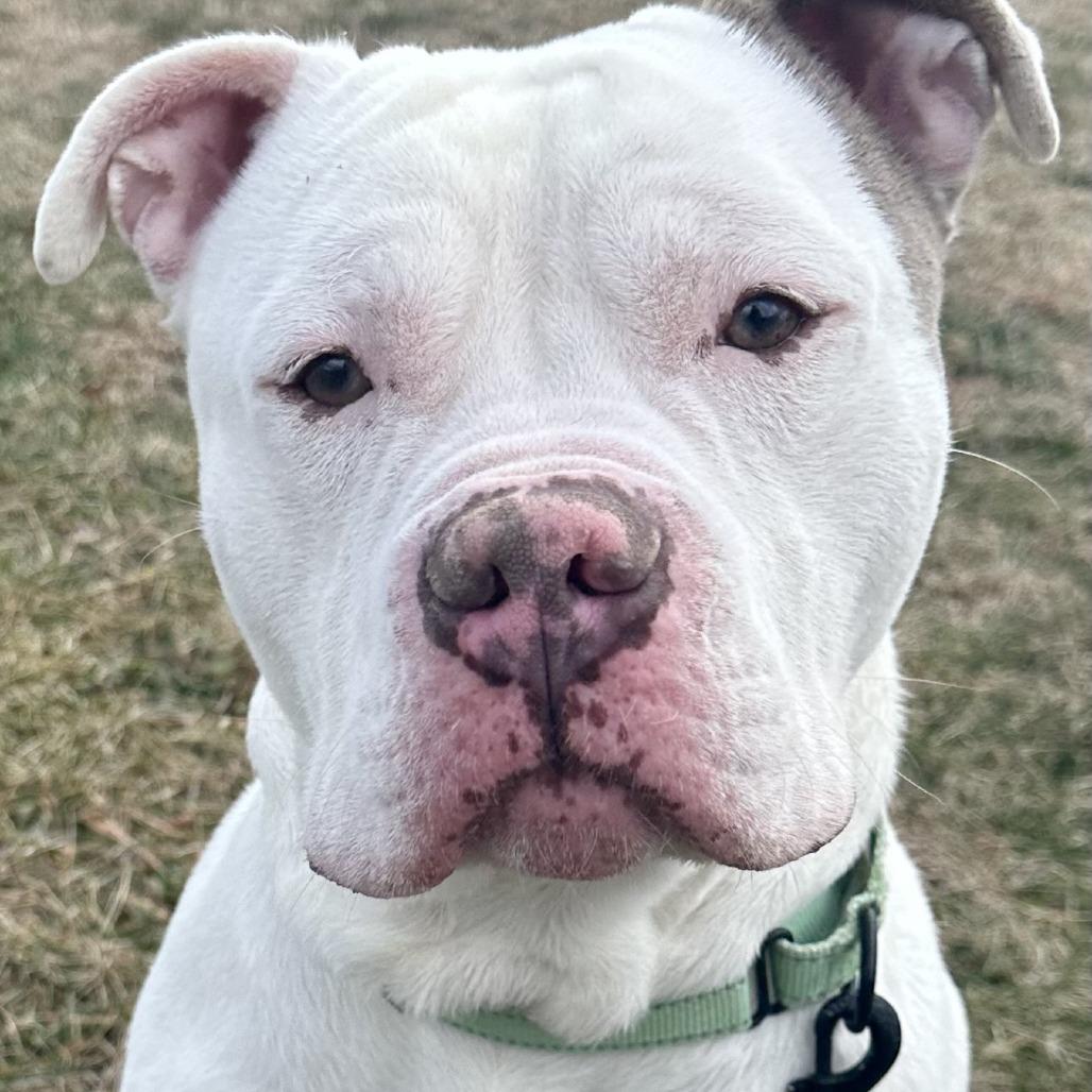 Enlarge Odin, a Adoptable Pit Bull Terrier in Harrisonburg, VA image 6/6