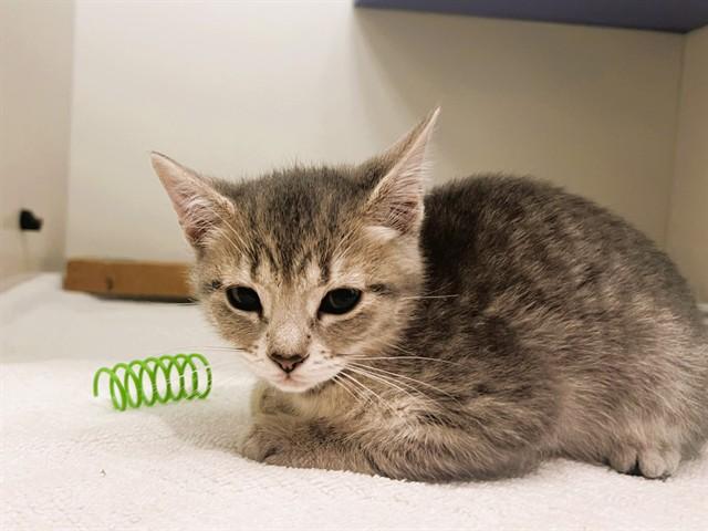 MARMITE, Adoptable, Kitten Male Domestic Short Hair.