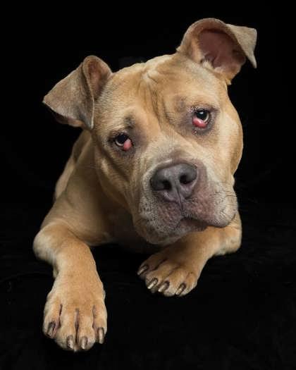 Enlarge Pudding, a Adoptable Mixed Breed in Cincinnati, OH image 2/3