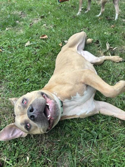 Enlarge Pudding, a Adoptable Mixed Breed in Cincinnati, OH image 3/3