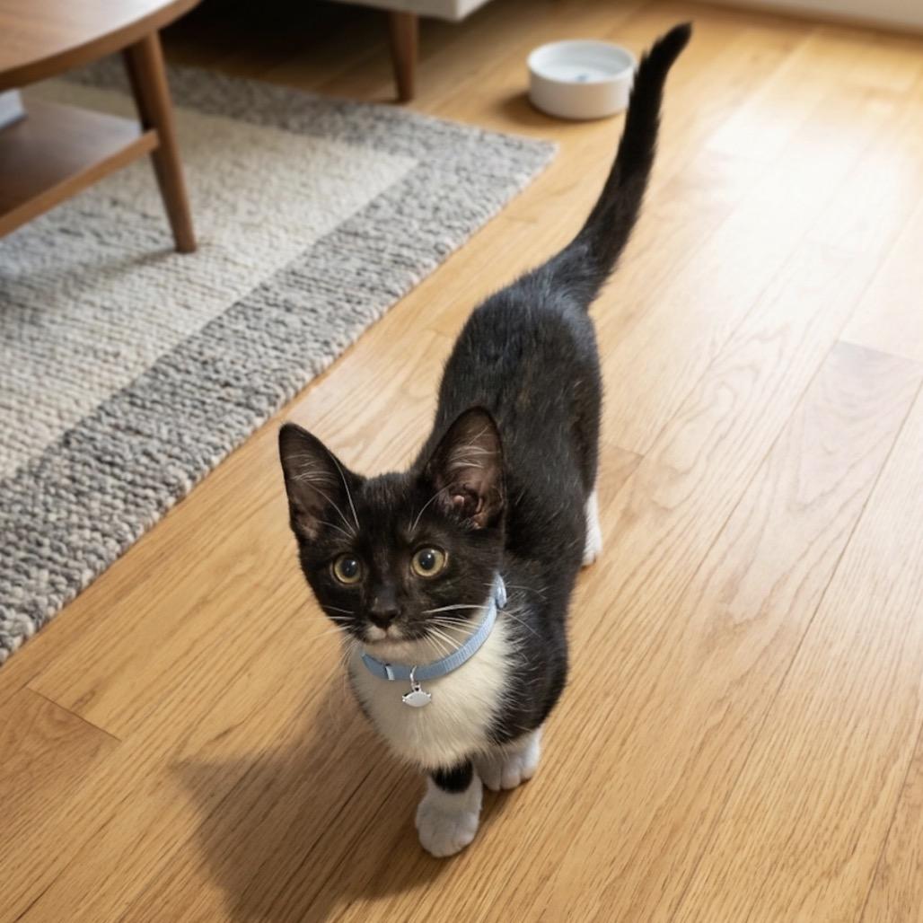 Rockwell, Adoptable, Kitten Male Domestic Short Hair.