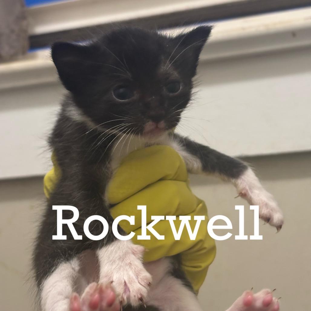 Enlarge Rockwell, a Adoptable Domestic Short Hair in Inman, SC image 3/4
