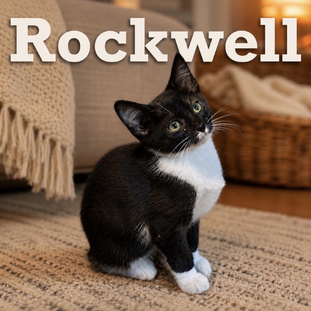 Enlarge Rockwell, a Adoptable Domestic Short Hair in Inman, SC image 4/4