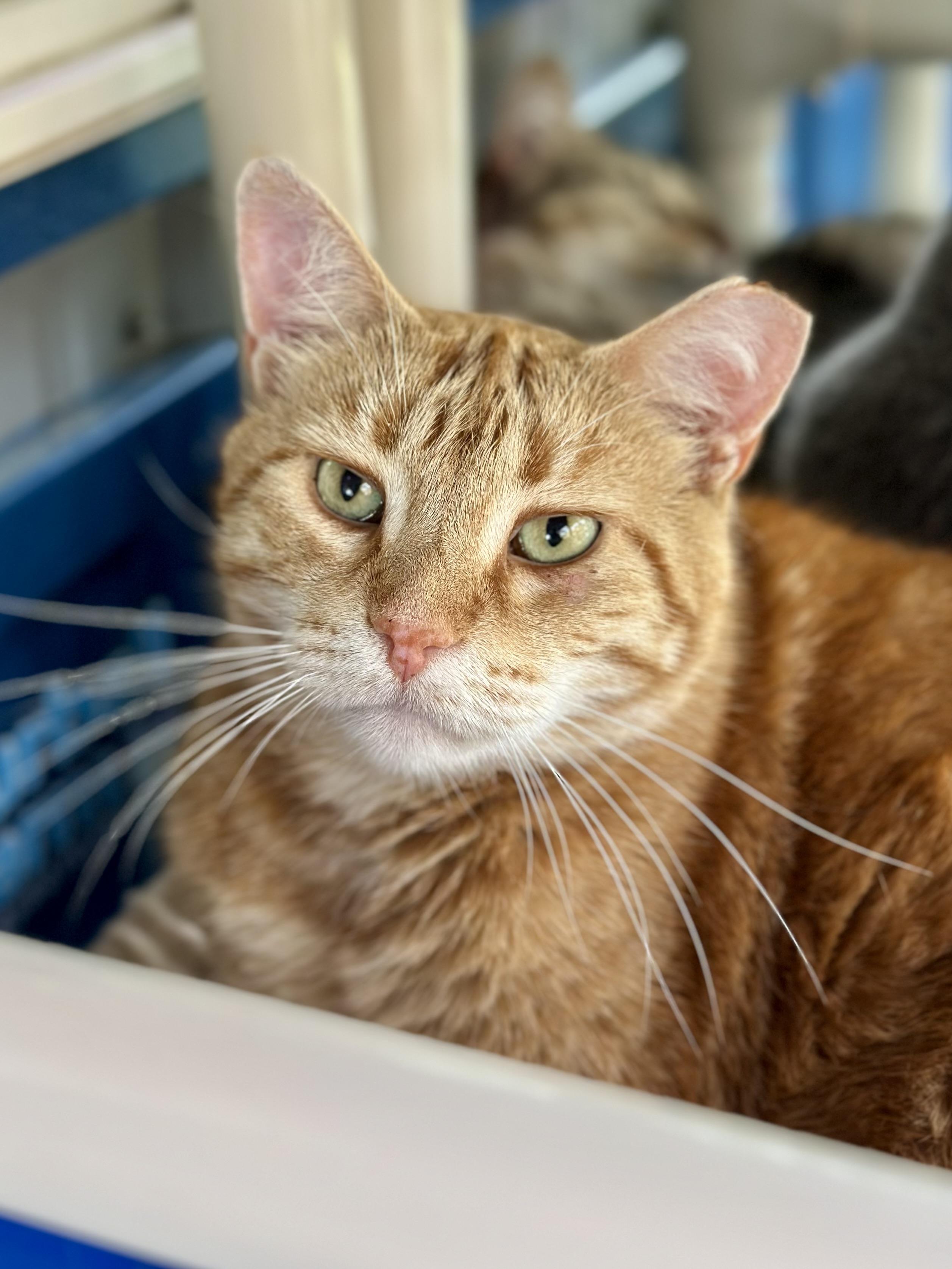 Habanero, Adoptable, Adult Male Domestic Short Hair.