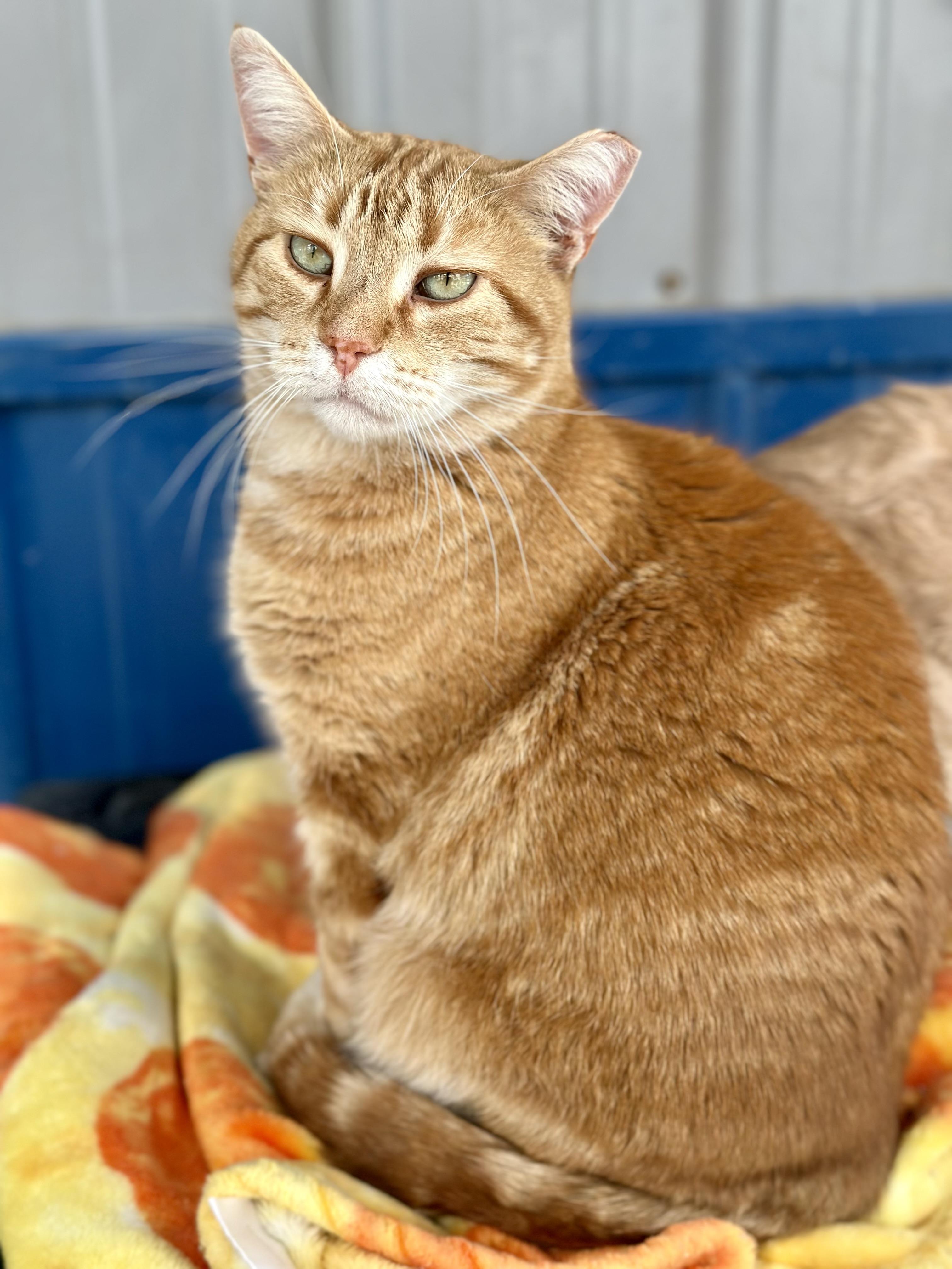 Enlarge Habanero, a Adoptable Domestic Short Hair in Faribault, MN image 2/2