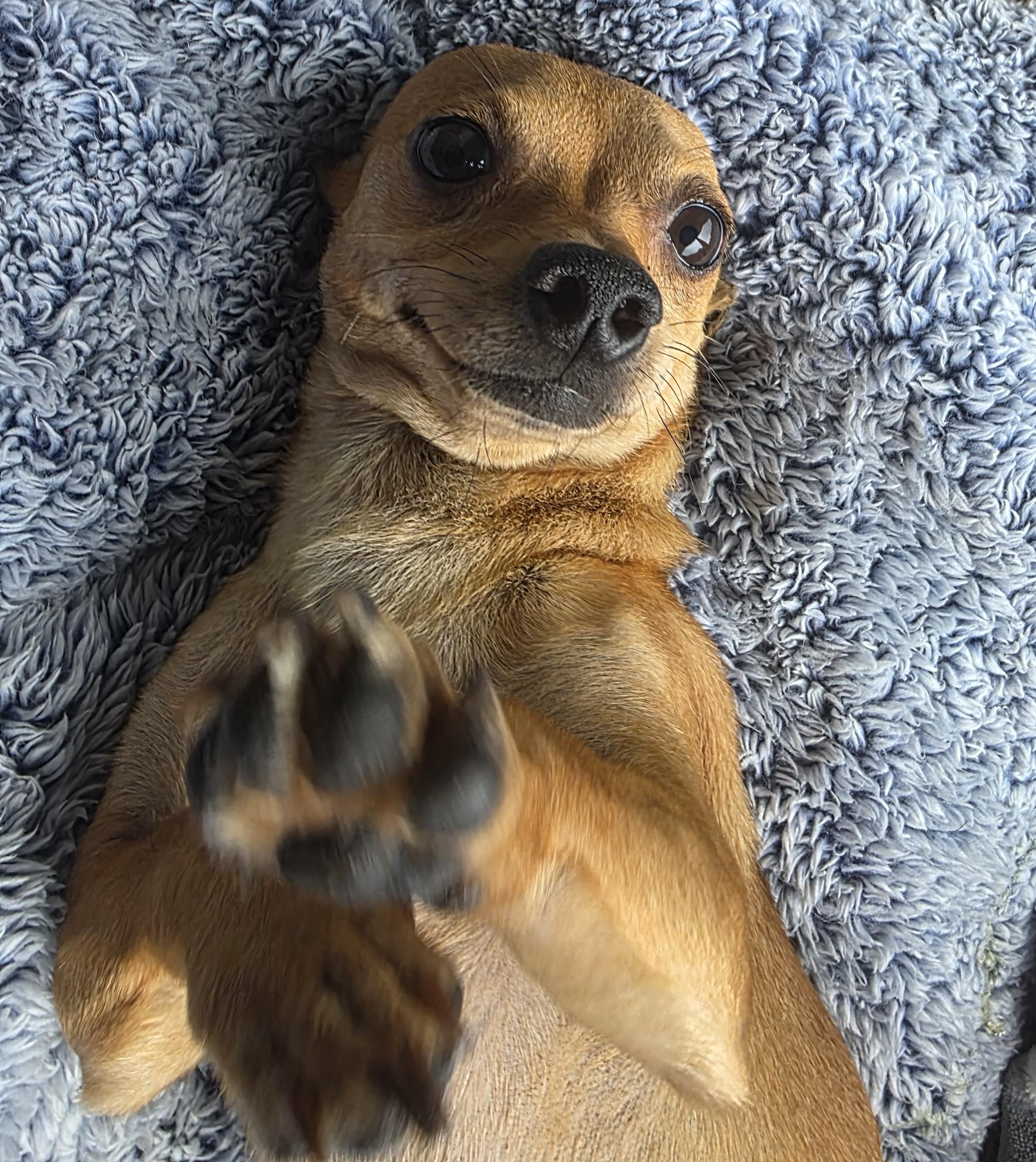 Colby, Adoptable, Young Male Chiweenie.